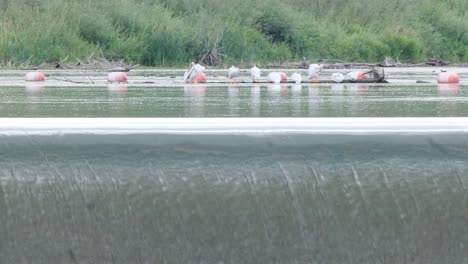water pours smoothly over river weir as pelicans sit on log above
