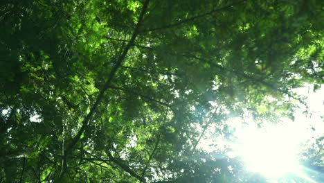 Sun-rays-shine-through-tree-branches-at-summer.-Green-leaves-background