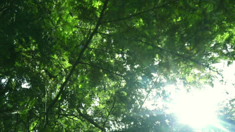 los rayos del sol brillan a través de las ramas de los árboles en verano. hojas verdes de fondo