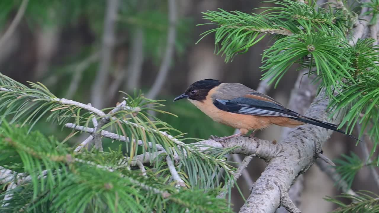 sibia rufous en una percha en el bosque
