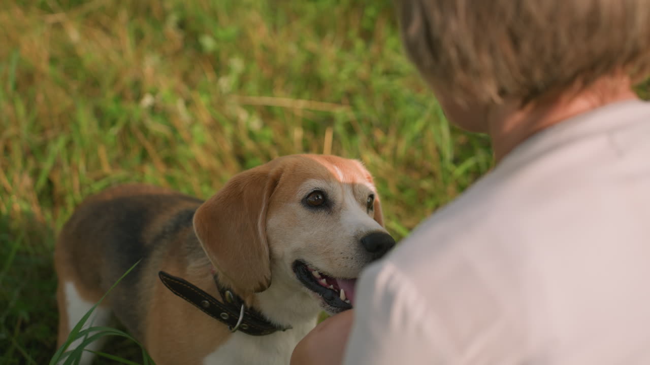 Back view of pet lover bent over playfully interacting with dog outdoors in vast grassy field on sunny day as dog happily jumps up with tongue out to kiss her, surrounded by lush greenery and nature