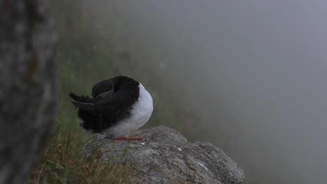 papagayo atlántico (fratercula arctica), en la roca de la isla de runde (noruega).