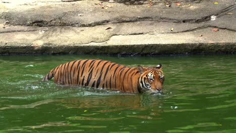 Close-up-shot-of-a-critically-endangered-species,-an-apex-predator,-Malayan-tiger,-Southern-Indochinese-tiger,-panthera-tigris-jacksoni-swimming-in-the-pool,-trying-to-cool-down-in-the-water