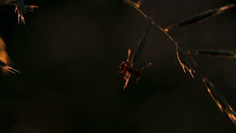 ant on a grass stem at sunrise/sunset