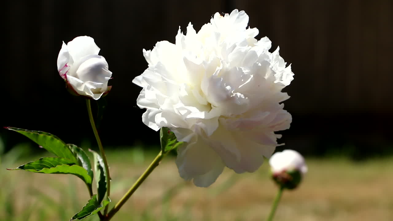 vista bloqueada de rosa blanca en el tallo balanceándose en el jardín