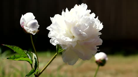 locked off view of white rose on stem swaying in garden