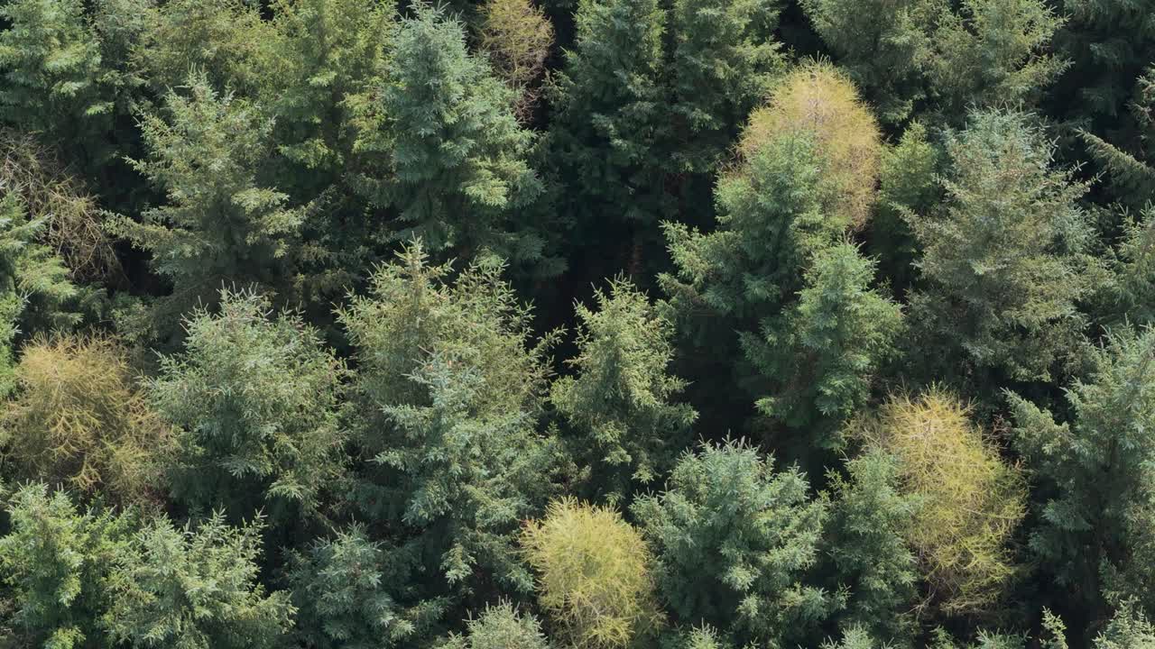 aerial footage of conifer spruce trees in a woodland habitat with green landscape trees swaying in the wind