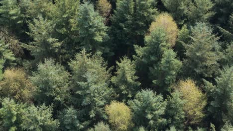 imágenes aéreas de abetos coníferos en un hábitat forestal con árboles de paisaje verde balanceándose en el viento