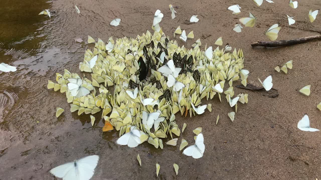 수백 마리의 다채로운 나비가 강변에서 미네랄을 마시며  ⁇ 았습니다.