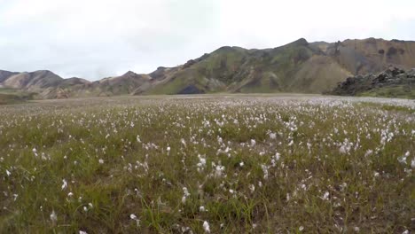 flores esponjosas en un campo cerca de las montañas en islandia
