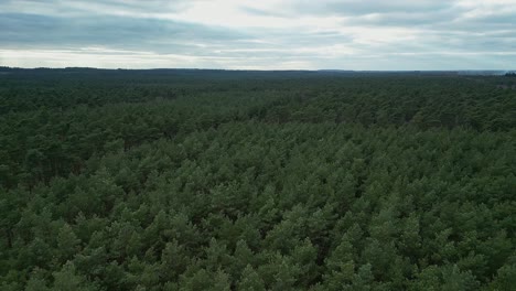 A-forest-in-the-Netherlands-with-coniferous-trees-in-early-spring