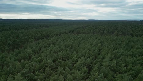 A forest in the Netherlands with coniferous trees in early spring