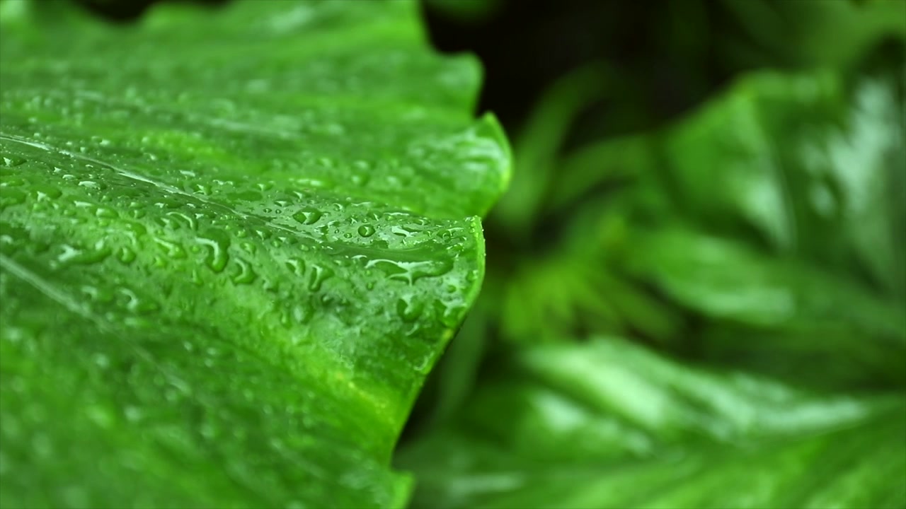 Gocce di pioggia che cadono su grandi foglie tropicali verdi