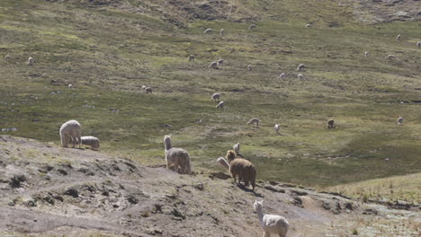 a herd of wild alpacas and llamas grazing and walking through the mountains in the peruvian andes