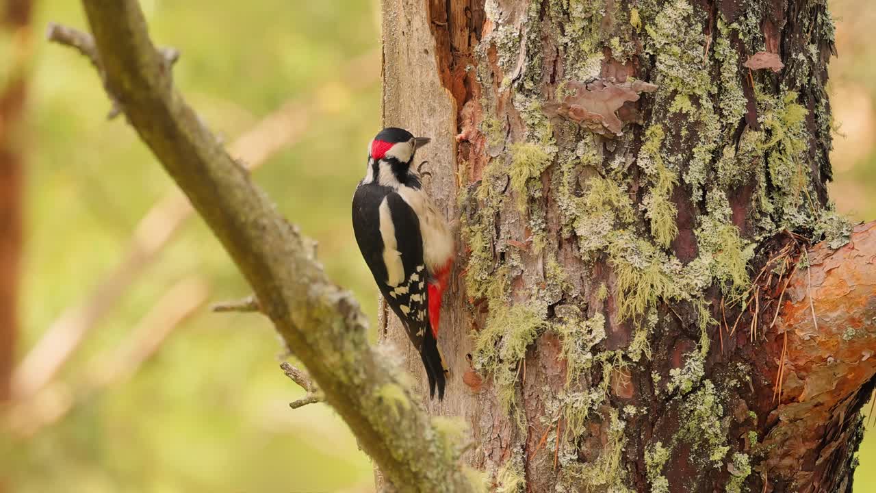 gran pájaro carpintero manchado en un árbol en busca de comida. gran carpintero manchado (dendrocopos major) es un carpintero de tamaño mediano con plumaje negro y blanco y una mancha roja en la parte inferior del vientre