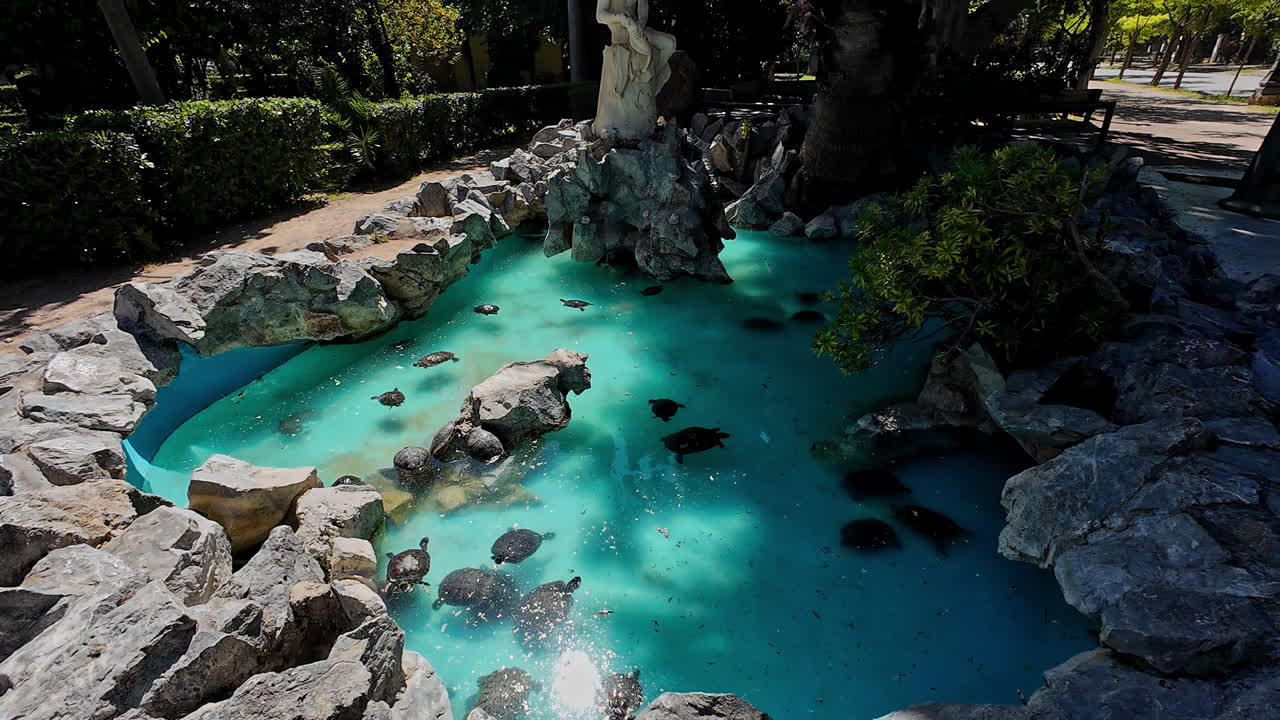 아름다운 날에 뉴욕 시의 물 속의 거북이들과 함께 거북이 연못의 빛이 빛나는 풍경