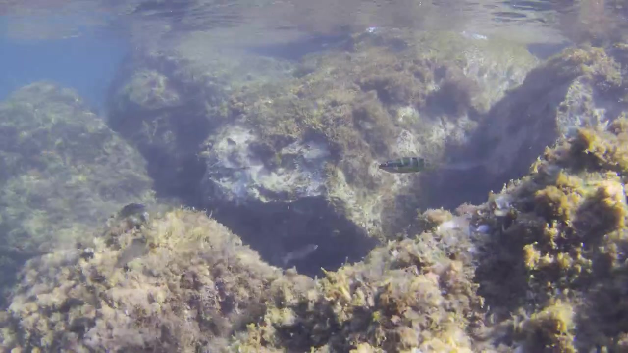 Clear ocean water revealing a vibrant underwater reef ecosystem with rocks, seaweed, and a fish exploring the marine life habitat