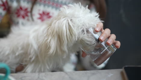 small white dog drinking water