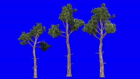 clúster de pinos loblolly en 3d con efecto de viento en pantalla azul animación en 3d