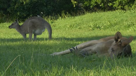 eastern grey kangaroo eating grass while lying on the ground in the gold coast, qld, australia