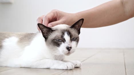 asian man with elder cat lying on floor at home.
