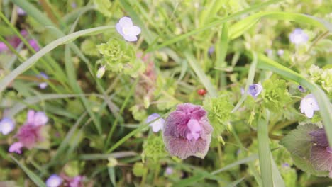 ladybug strolls into dead nettle flowers