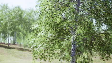 birch-forest-in-sun-rays-in-the-mornings