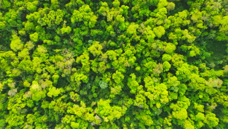 imágenes de drones de la jungla en misiones, argentina, américa del sur