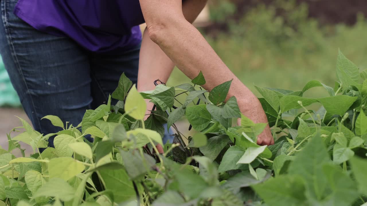 la cosecha está madura.