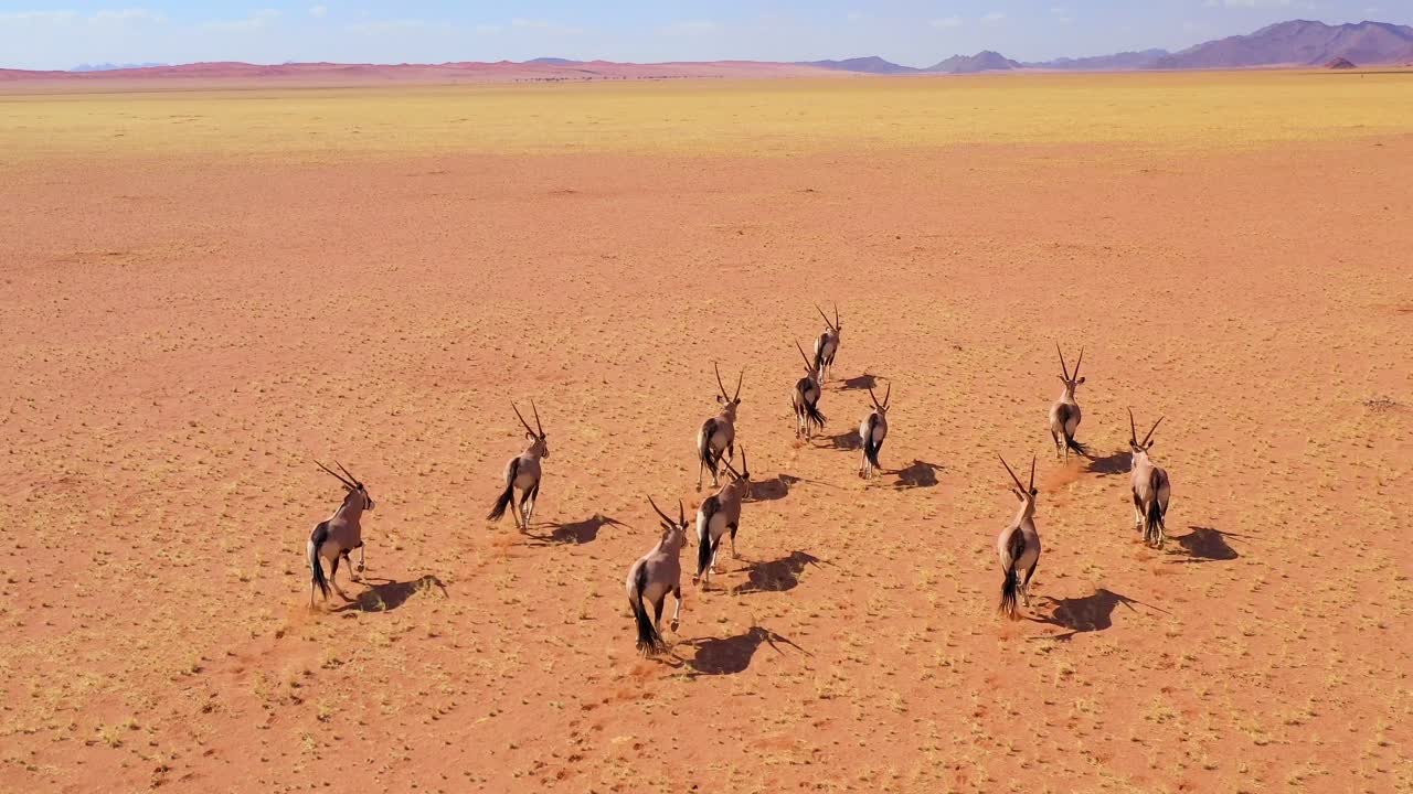 asombrosa antena sobre la manada de antílopes oryx vida silvestre corriendo rápido a través de la sabana vacía y las llanuras de áfrica cerca del desierto de namib namibia 4