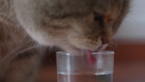 Nahaufnahme-Einer-Katze,-Die-Wasser-Aus-Einem-Kleinen-Glas-Trinkt