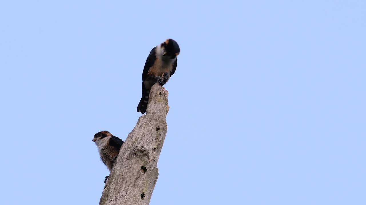 el falconet de muslo negro es una de las aves rapaces más pequeñas que se encuentran en los bosques de algunos países de asia
