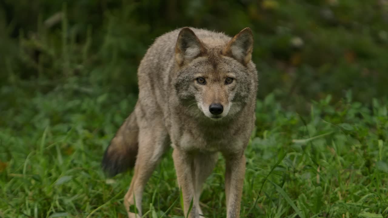 coyote con cautela te observa de cerca