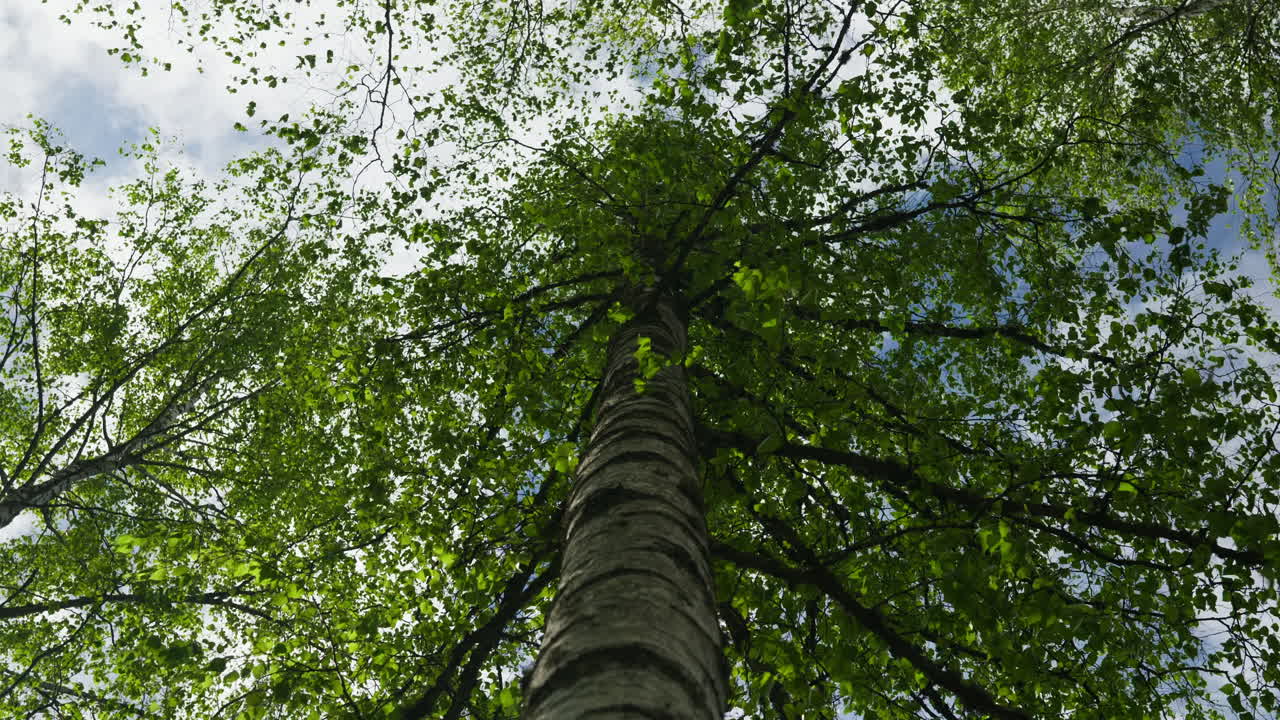 Looking up to a birch tree with the branches moves with the wind in the summertime in Norway
