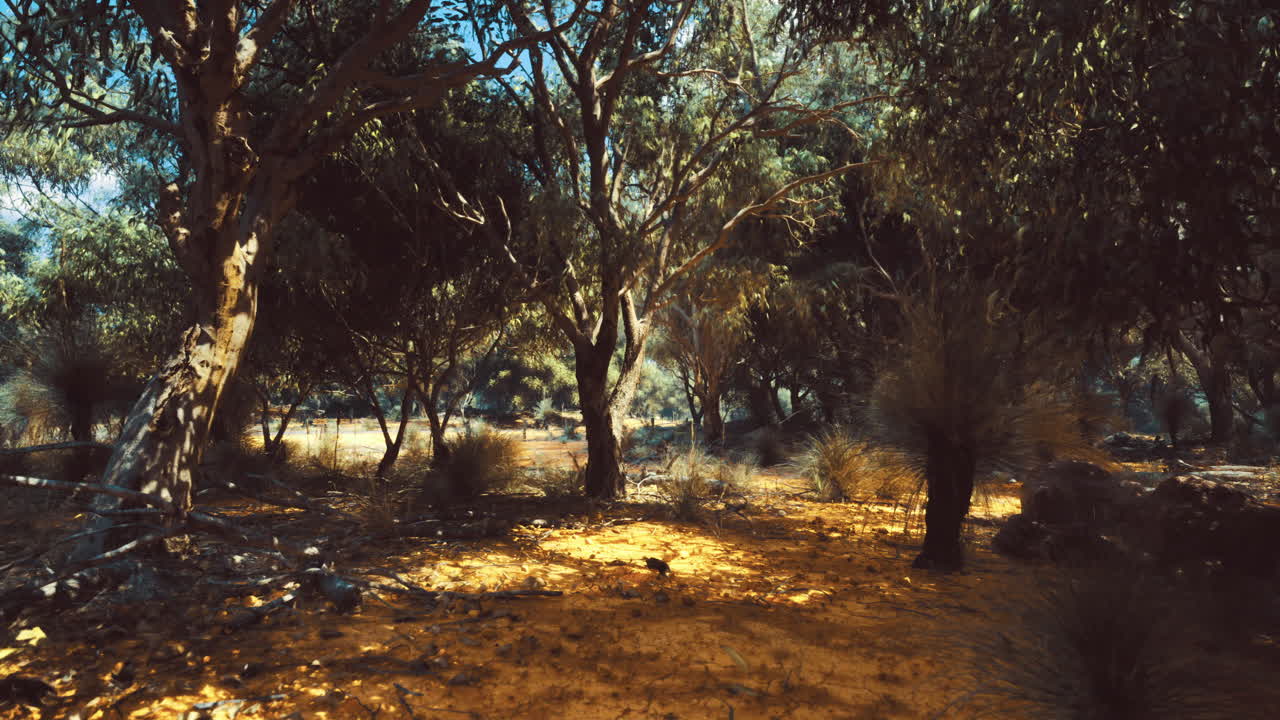 Sunlight filters through trees in a serene forest clearing during midday