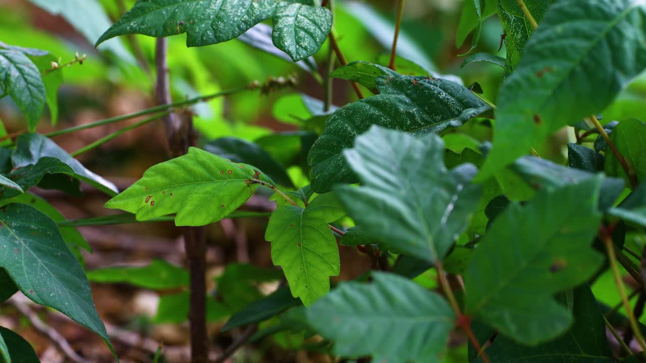 Poison Ivy Toxicodendron radicans plants. Camera is static and shows multiple leaves and plants.