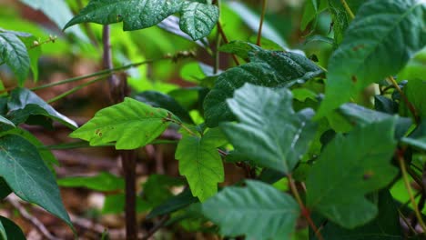 poison ivy toxicodendron radicans plants. camera is static and shows multiple leaves and plants.