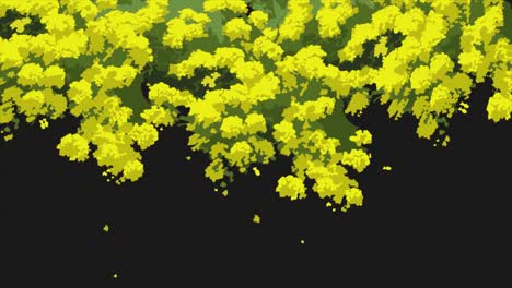 yellow flowers on black background