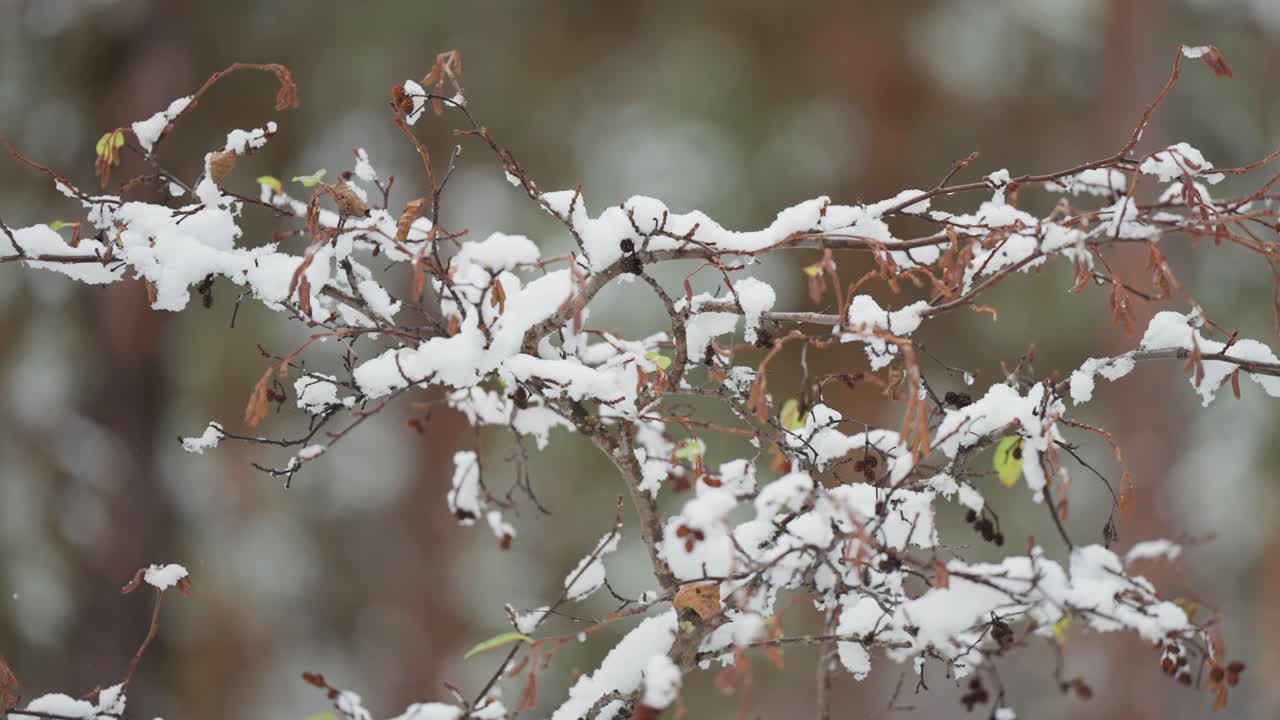 la nieve cae en la rama oscura y delgada de un abedul, adornado con hojas secas