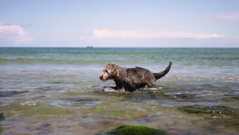 Perro-Lobo-Irlandés-Juguetón-Y-Húmedo-Saliendo-Del-Agua-Del-Mar-Báltico-Buscando-Juguetes-En-Un-Día-De-Verano-En-Cámara-Lenta