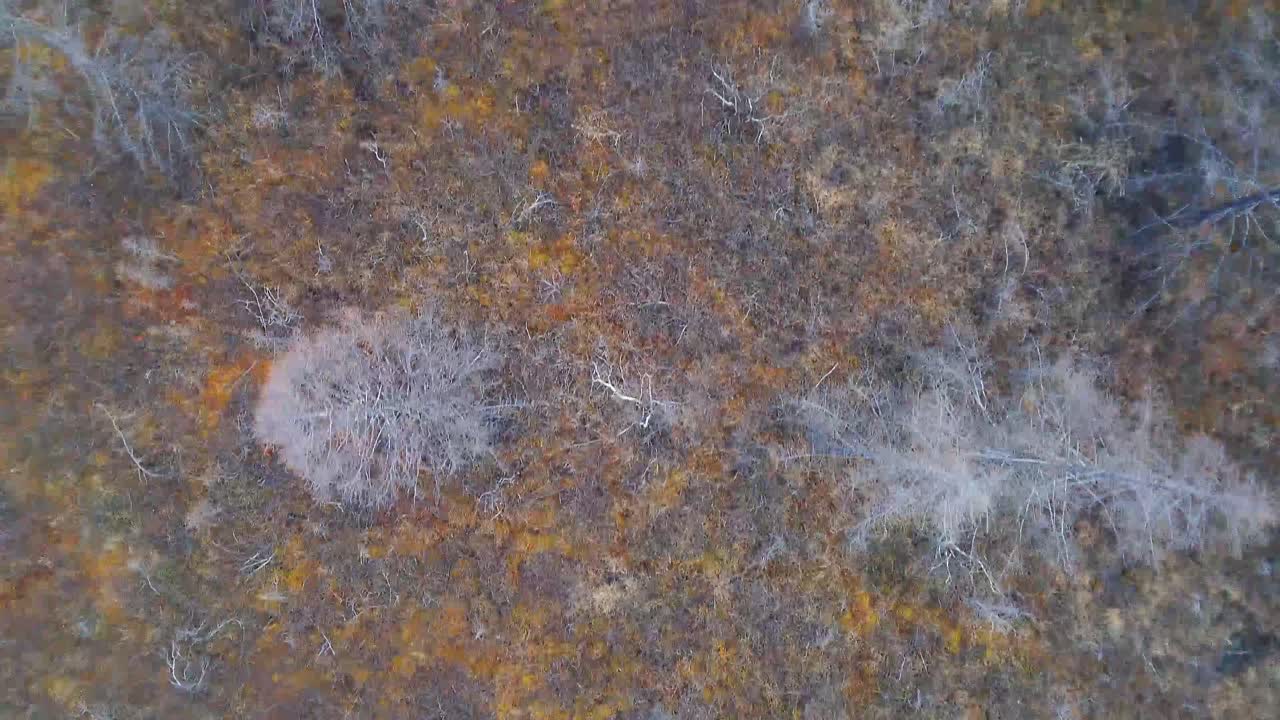 bosque gris en yakutia a principios de la primavera 4k desde un dron