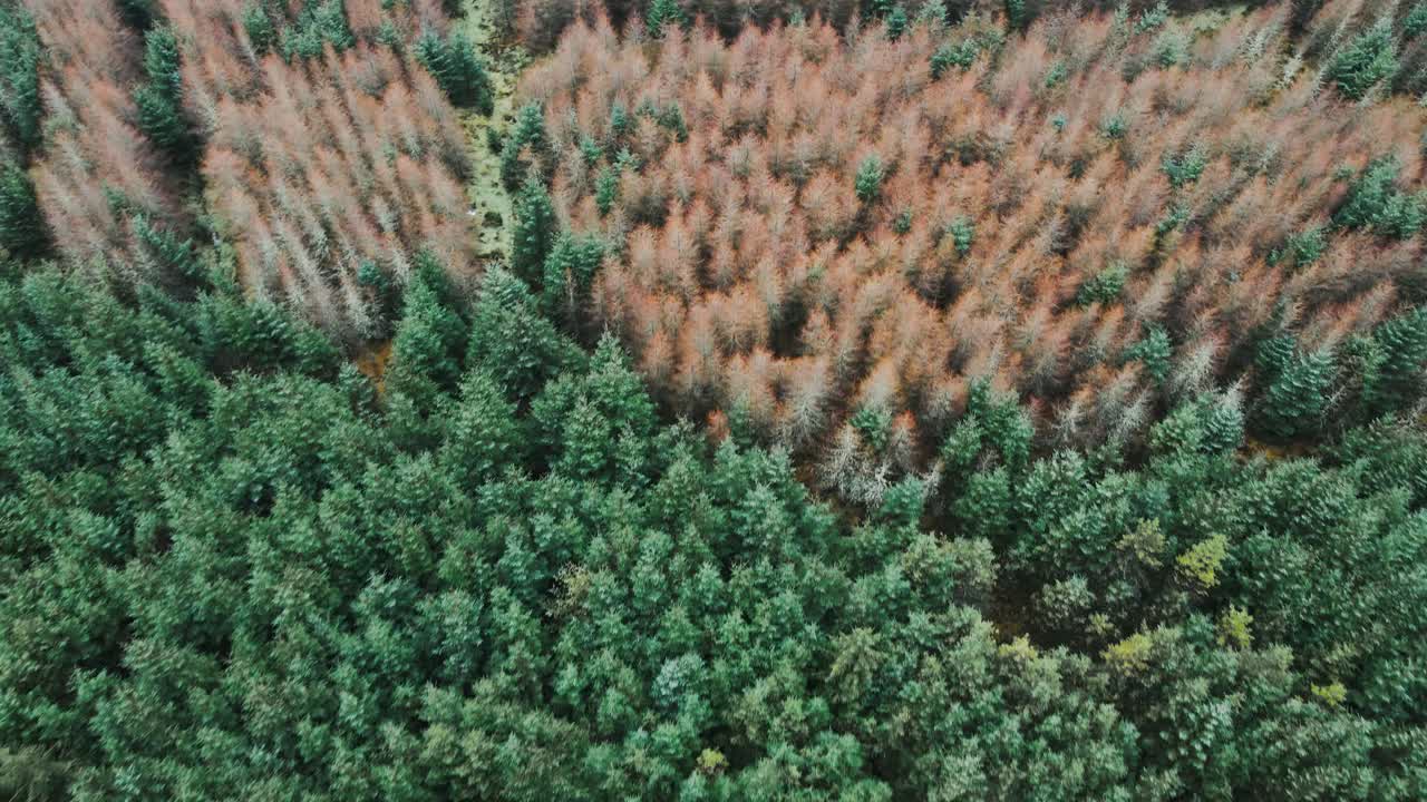 Aerial view of dense forest, reversing tilt down reveal