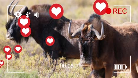 animation of hearts over antelopes on savanna