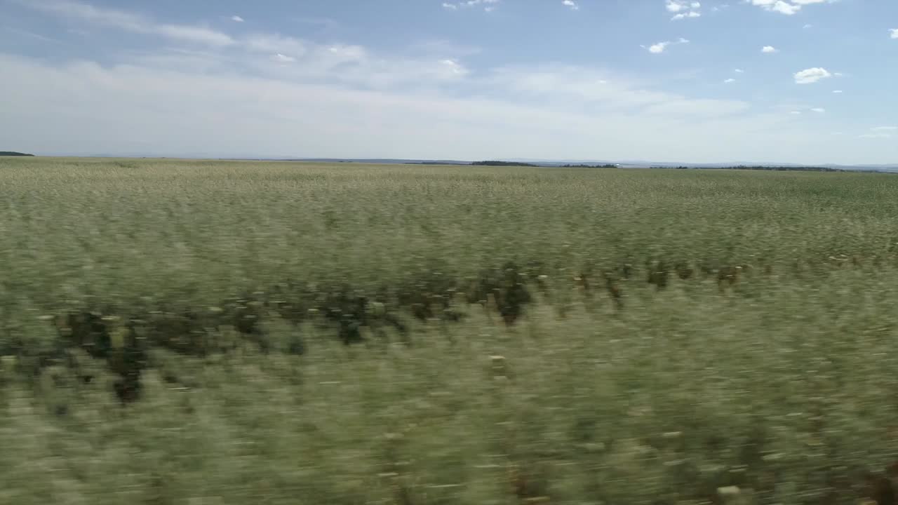 낮은 고도에서 밀밭 위를 비행하는 드론