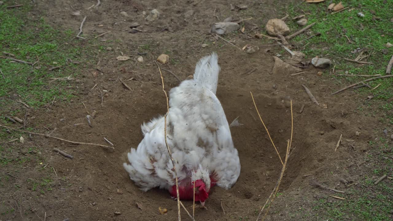 Close-up of a broiler hen pecking and dust bathing in a hole to clean its feathers in Puszta, Hungary