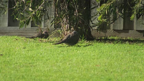 two doves on a lawn