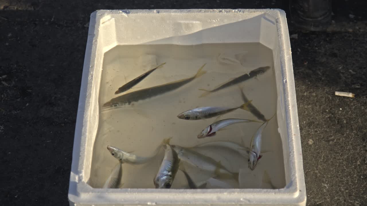 살아있는 물고기와 죽은 물고기는 바다에서 그에 잡혔습니다.