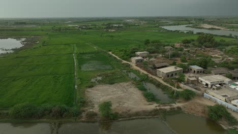 lush fields near mirpurkhas village, sindh pakistan