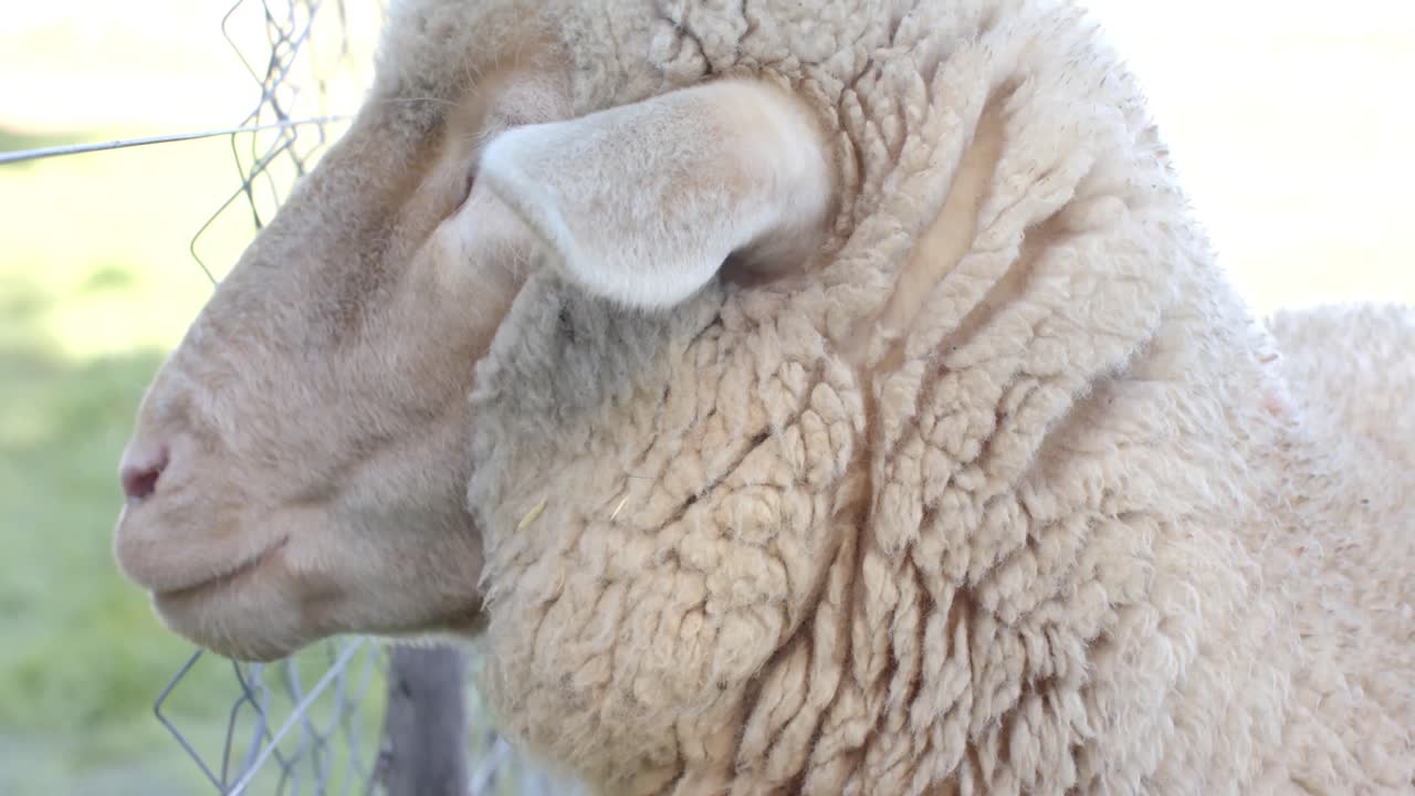 ⁇ 은 날 들판 에서 양 들 이 먹고 있는  ⁇  사진, 느린 움직임