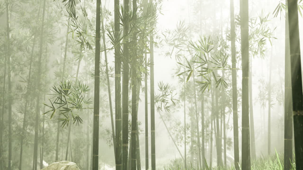 Misty bamboo forest with dense greenery and soft light during early morning